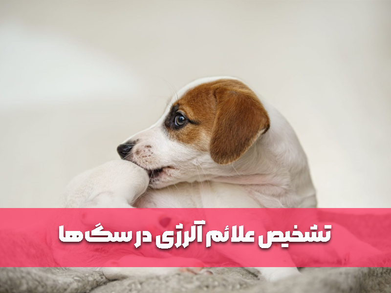 تشخیص علائم آلرژی در سگ‌ها